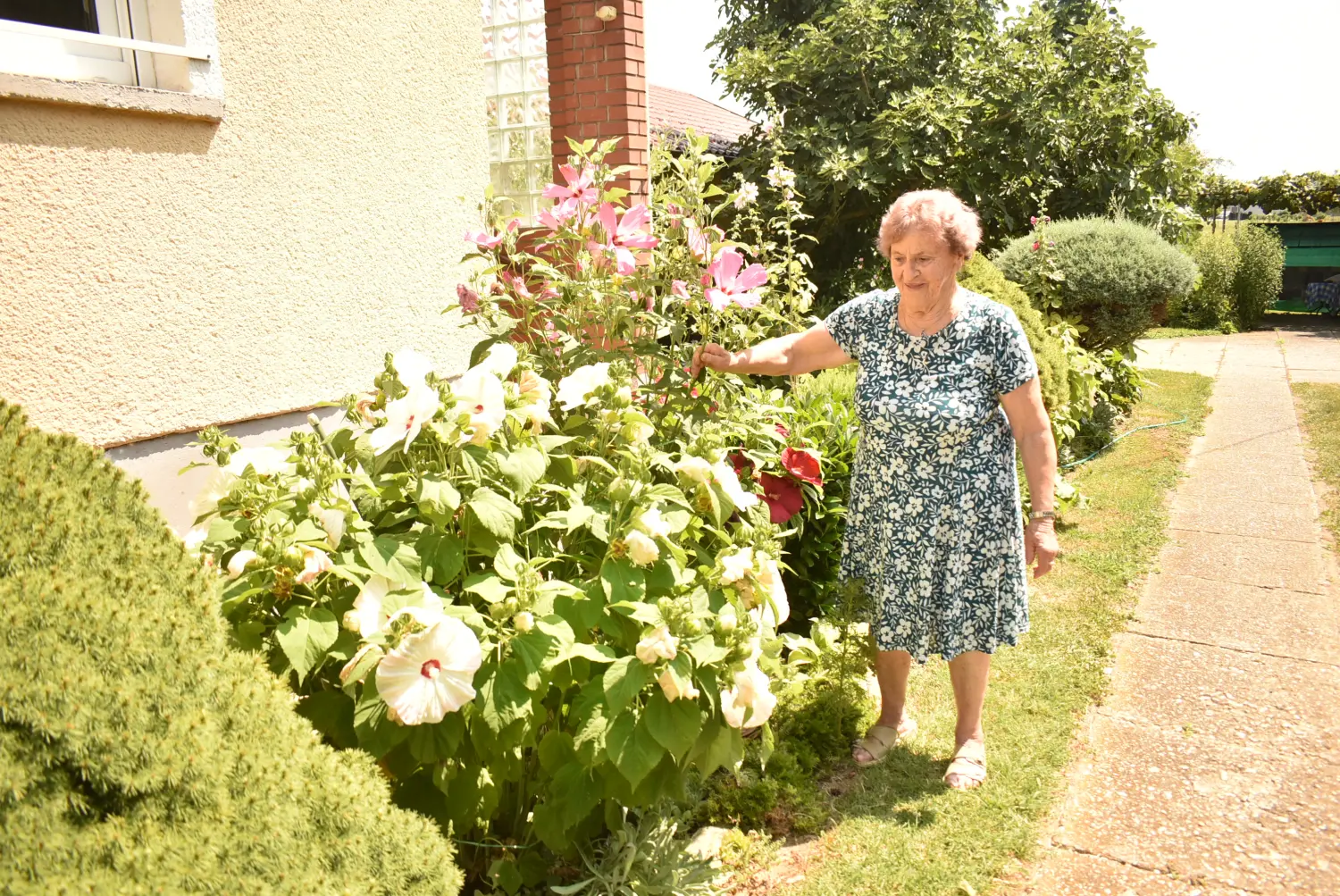 margareta šardi (1)