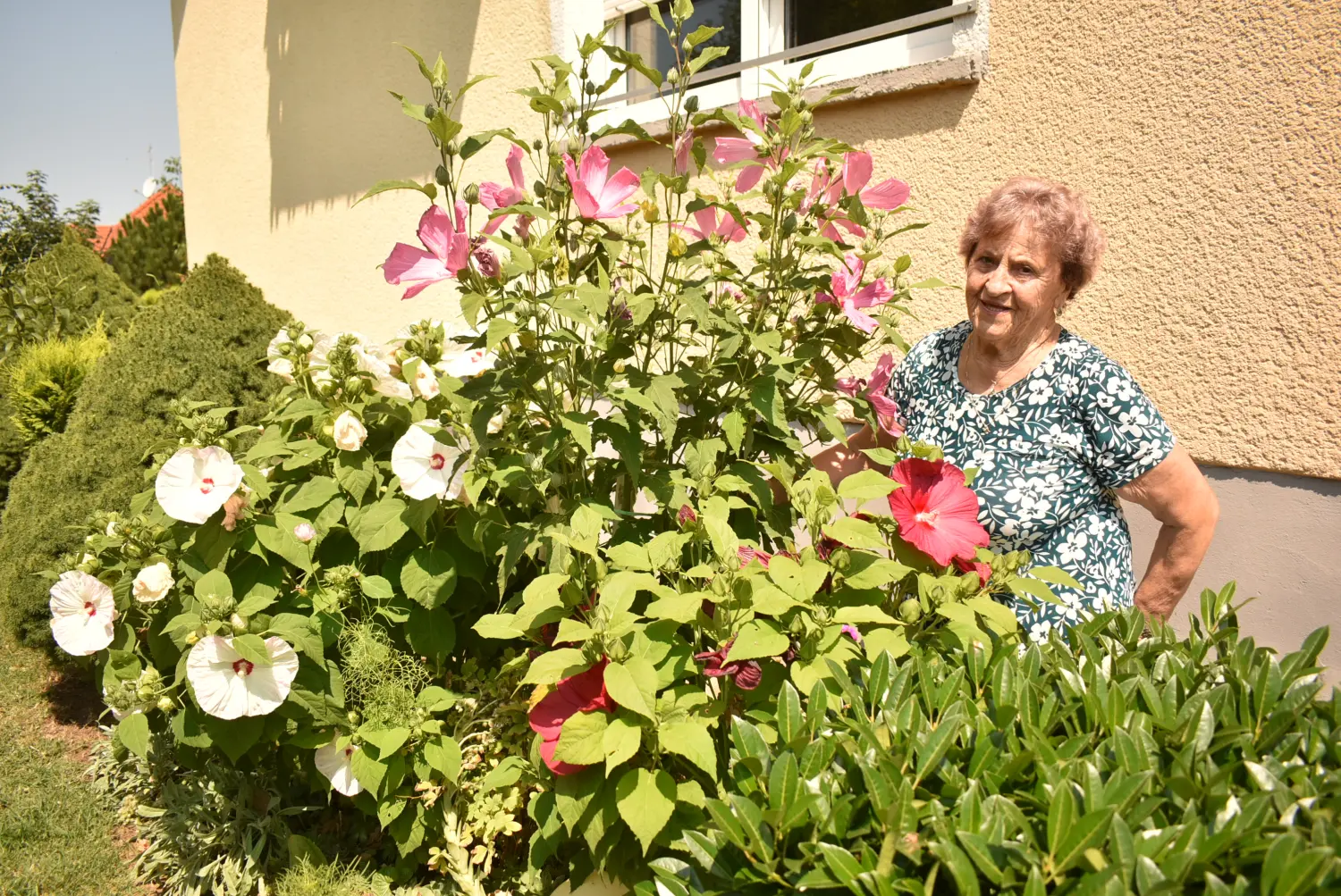 margareta šardi (2)