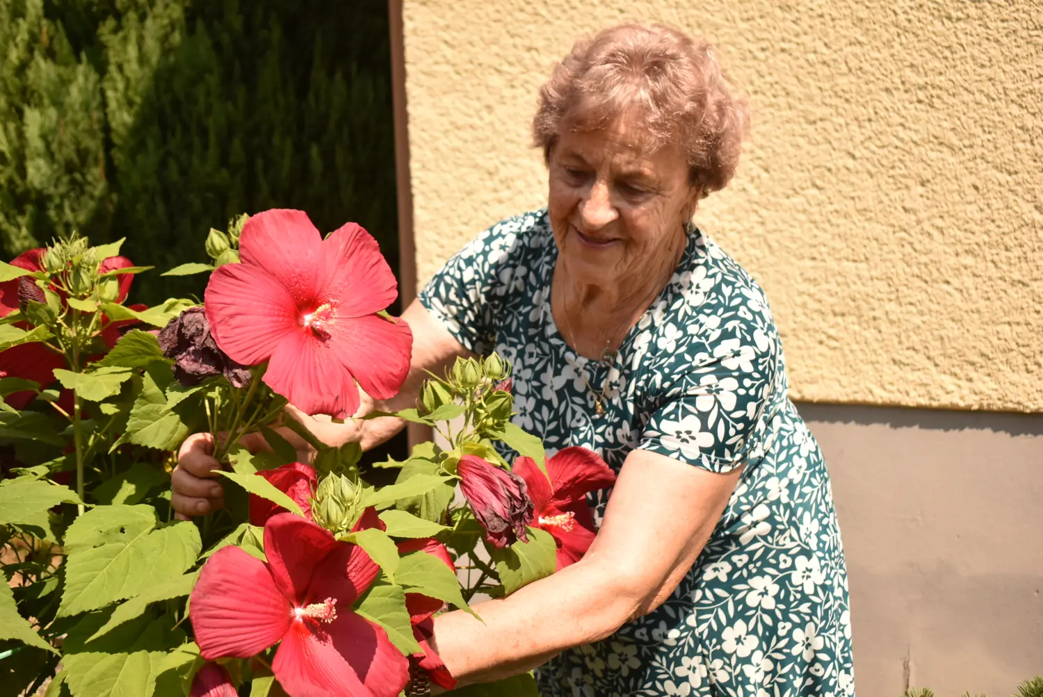 margareta šardi (3)