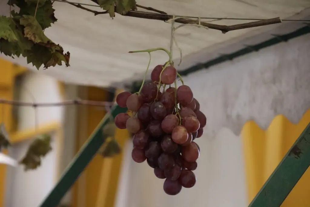 martinje nedelišće 2024 (4) martinje nedelišće 2024 (4)