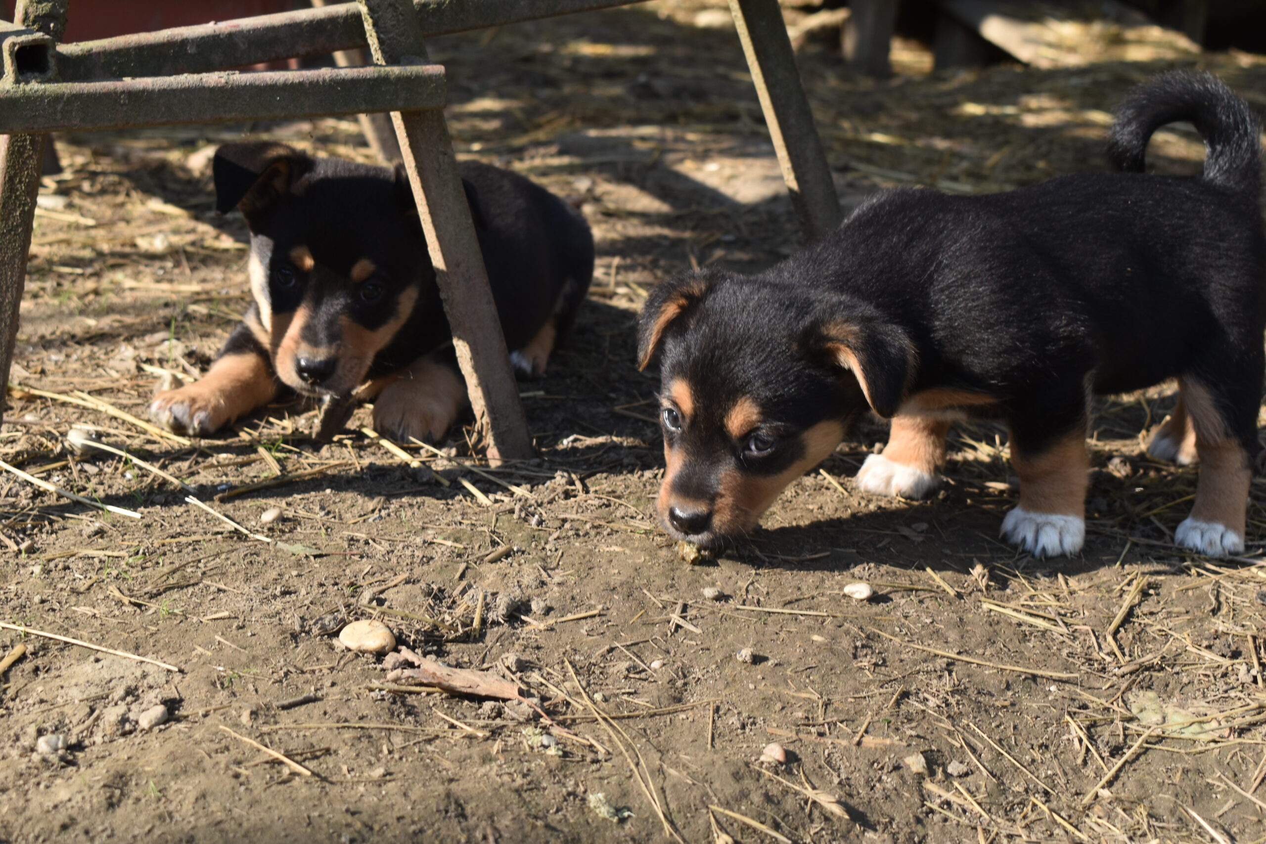 međi, Denis Dobša (2) međi, Denis Dobša (2)