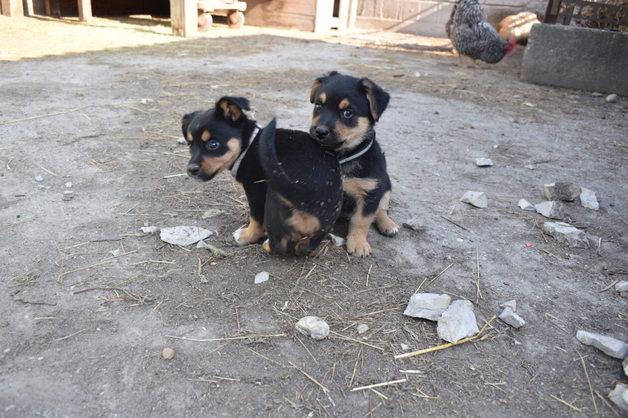 međi, Denis Dobša (3)