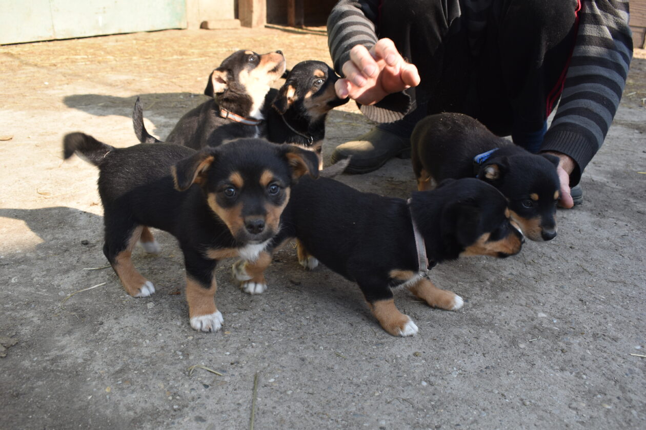 međi, Denis Dobša (5)