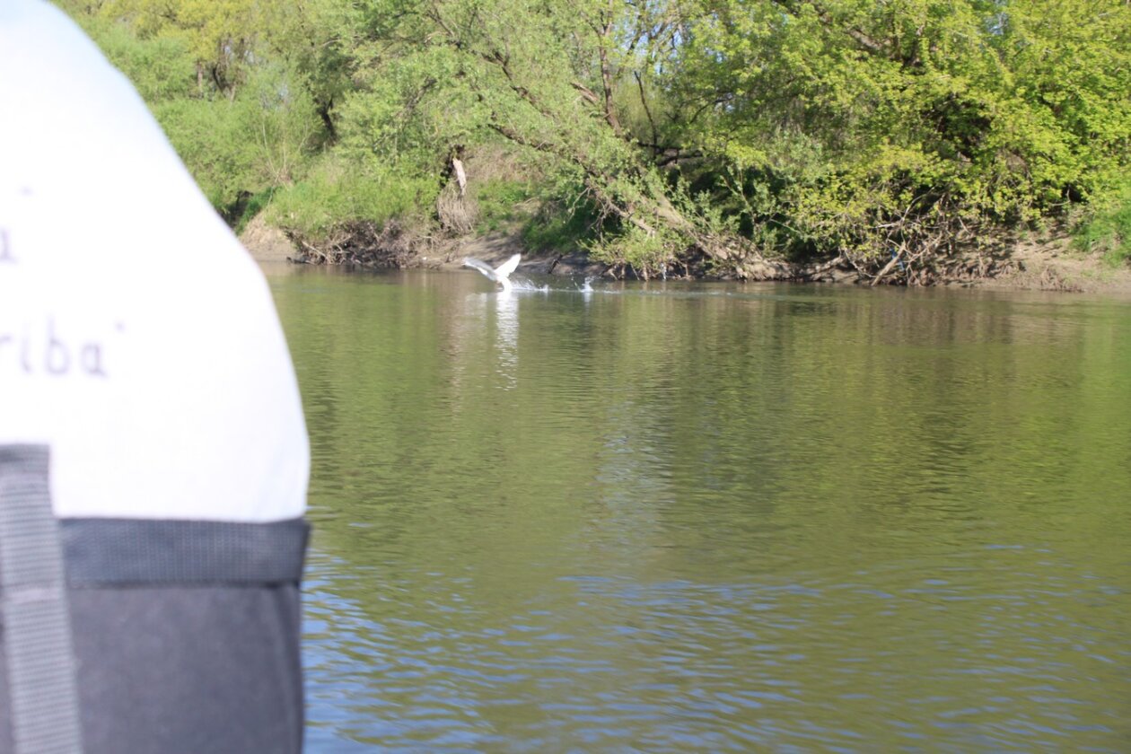 mnk mura kotoriba spust murom (17)