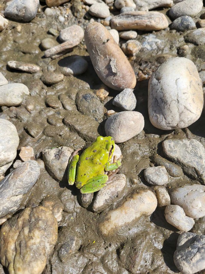 mnk mura kotoriba spust murom (7) mnk mura kotoriba spust murom (7)