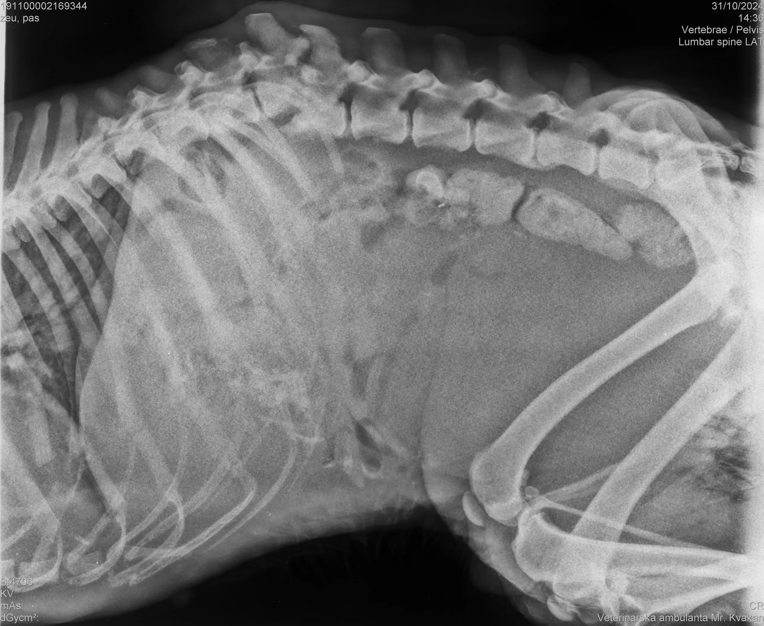 mučenje psa, listopad 2024 (1) mučenje psa, listopad 2024 (1)