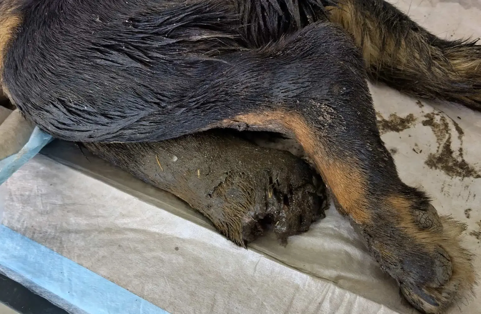 mučenje psa, listopad 2024 (3) mučenje psa, listopad 2024 (3)