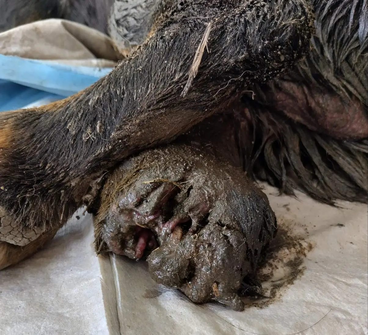 mučenje psa, listopad 2024 (4) mučenje psa, listopad 2024 (4)