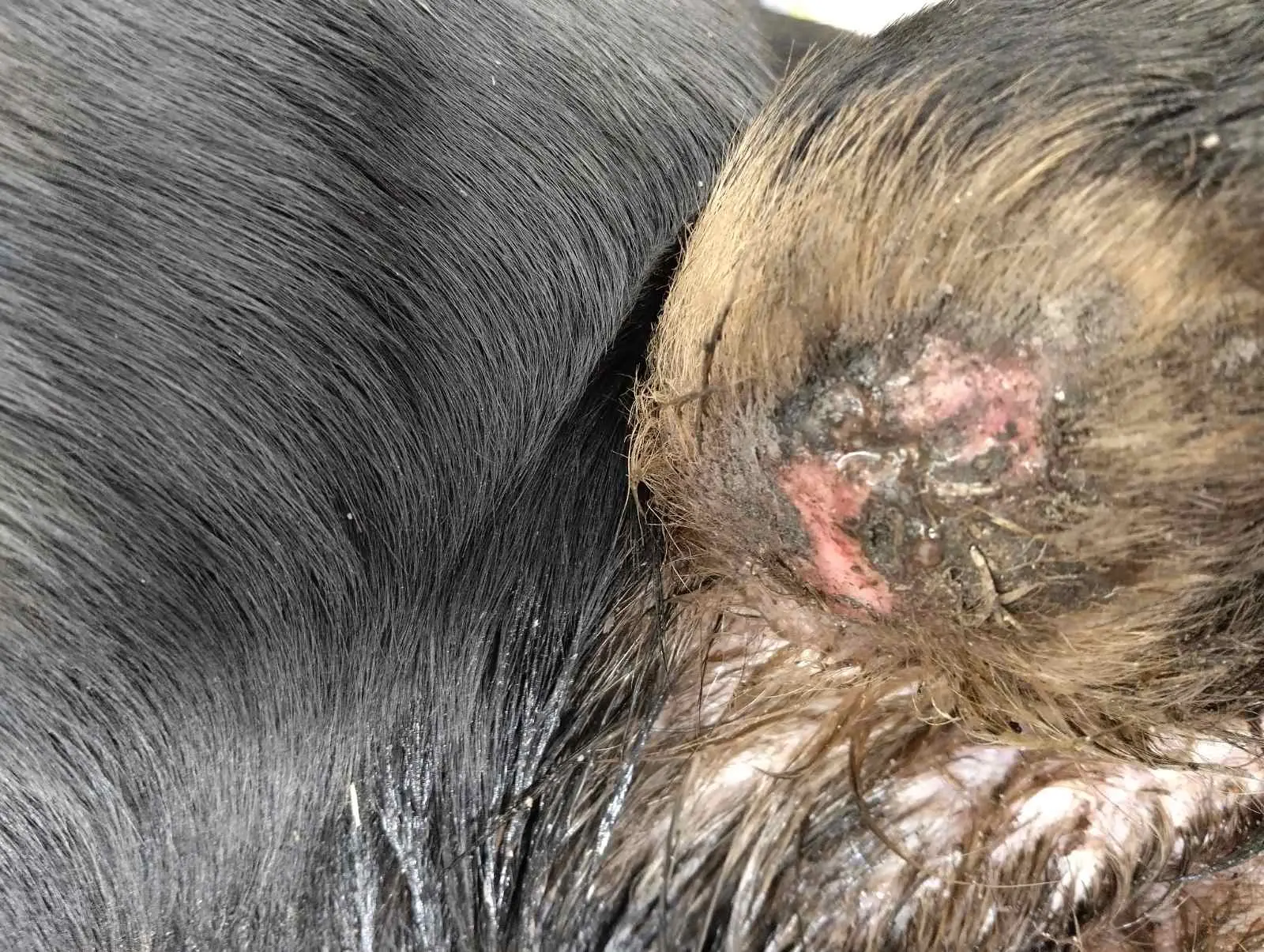 mučenje psa, listopad 2024 (5) mučenje psa, listopad 2024 (5)