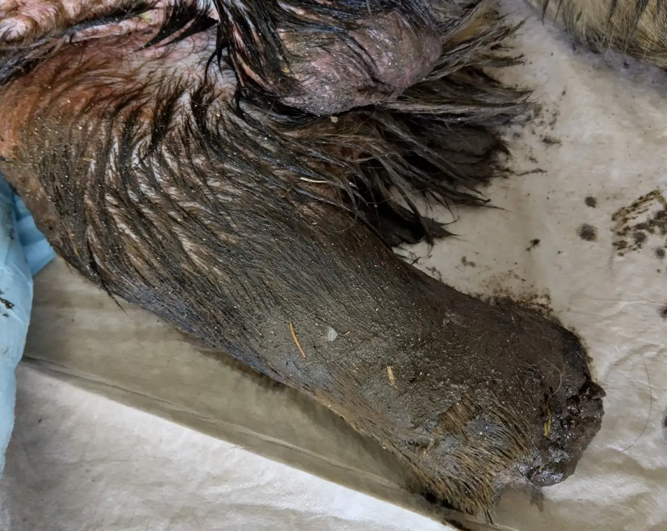 mučenje psa, listopad 2024 (6) mučenje psa, listopad 2024 (6)