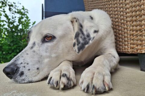 nacionalni dan fotografiranja pasa 2