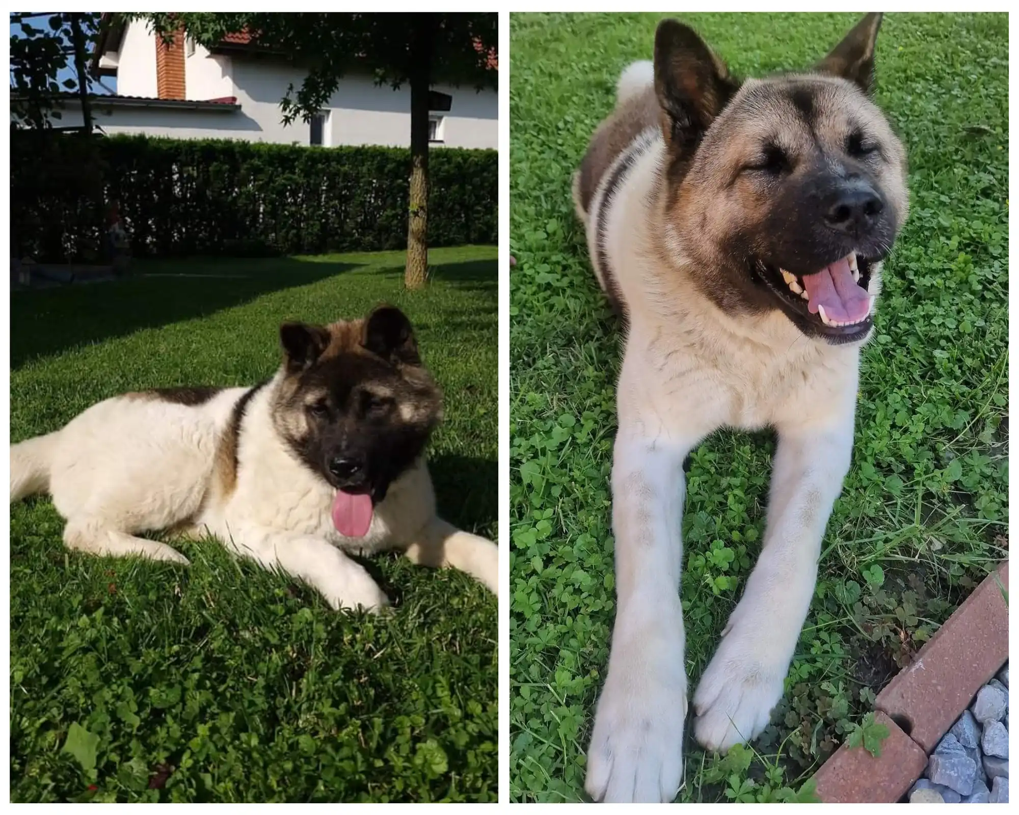 najpas rokovo draškovec 20204,zira (1)