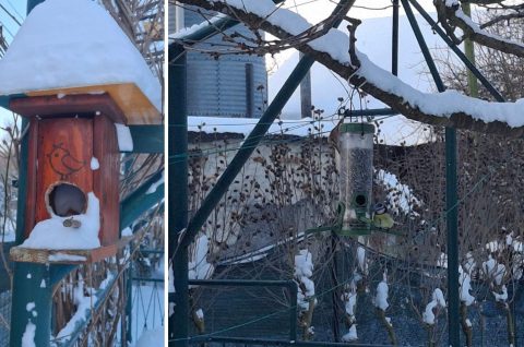 naslovnica ptice zima