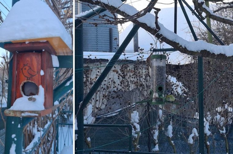 naslovnica ptice zima naslovnica ptice zima