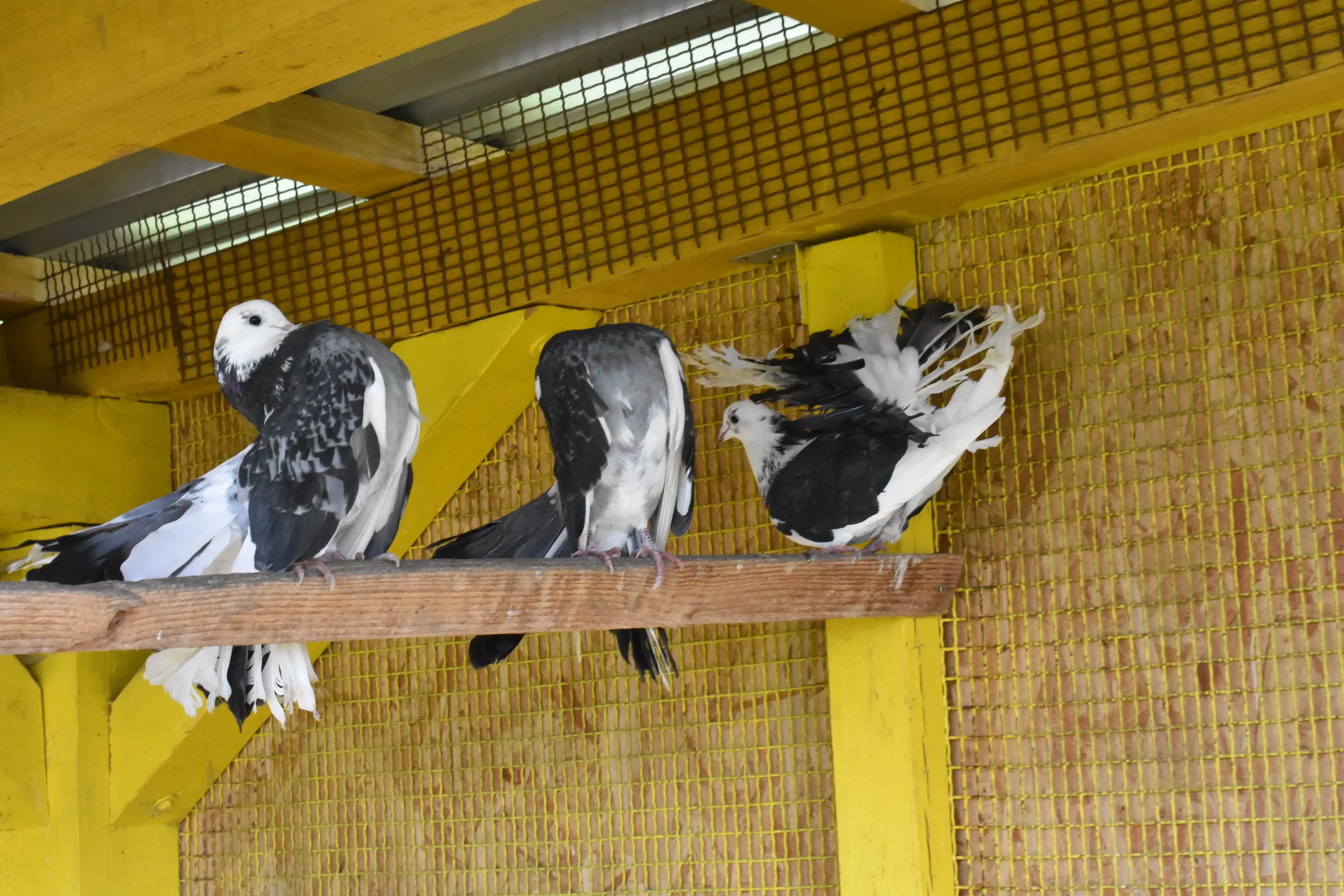 obitelj Martinjaš,nedelišće (10) obitelj Martinjaš,nedelišće (10)