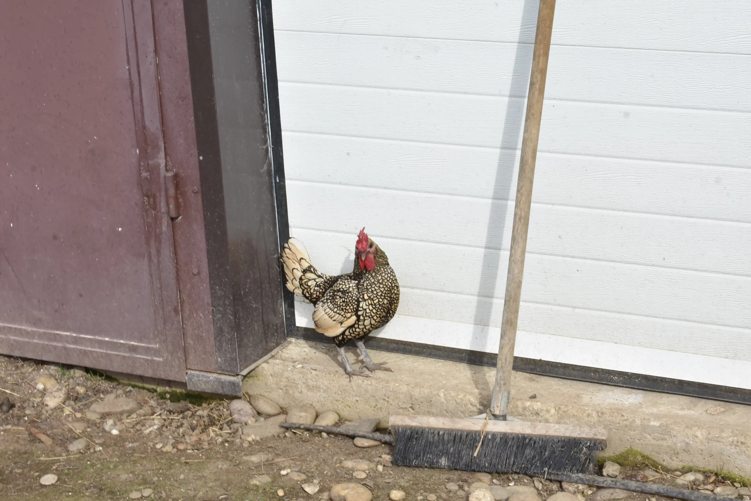 obitelj Martinjaš,nedelišće (3) obitelj Martinjaš,nedelišće (3)