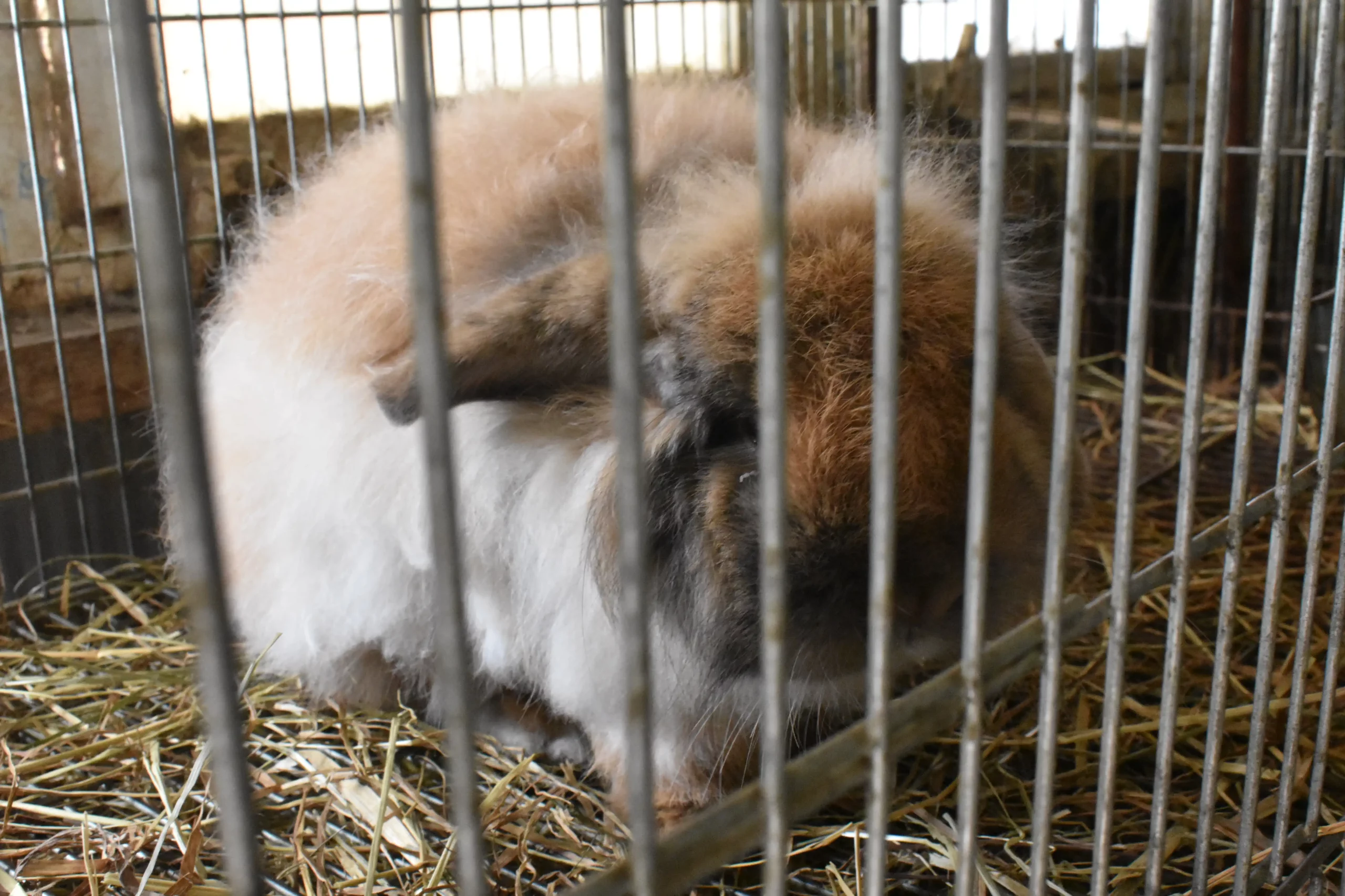 obitelj Martinjaš,nedelišće (4) obitelj Martinjaš,nedelišće (4)