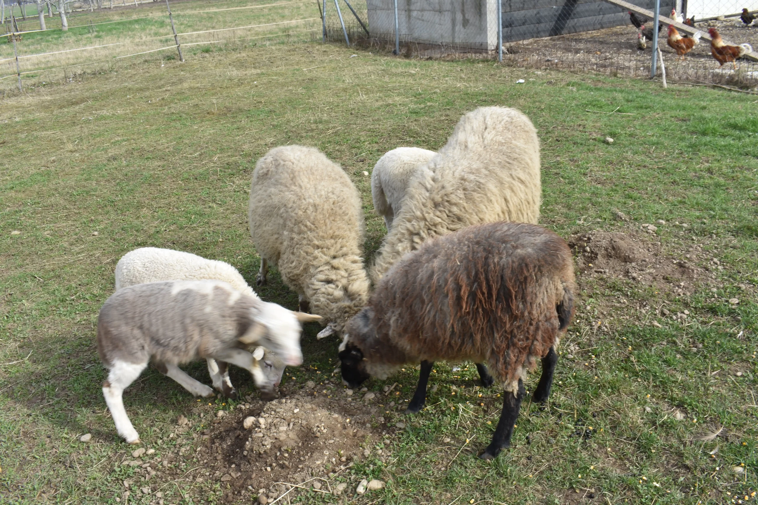 obitelj Martinjaš,nedelišće (5) obitelj Martinjaš,nedelišće (5)