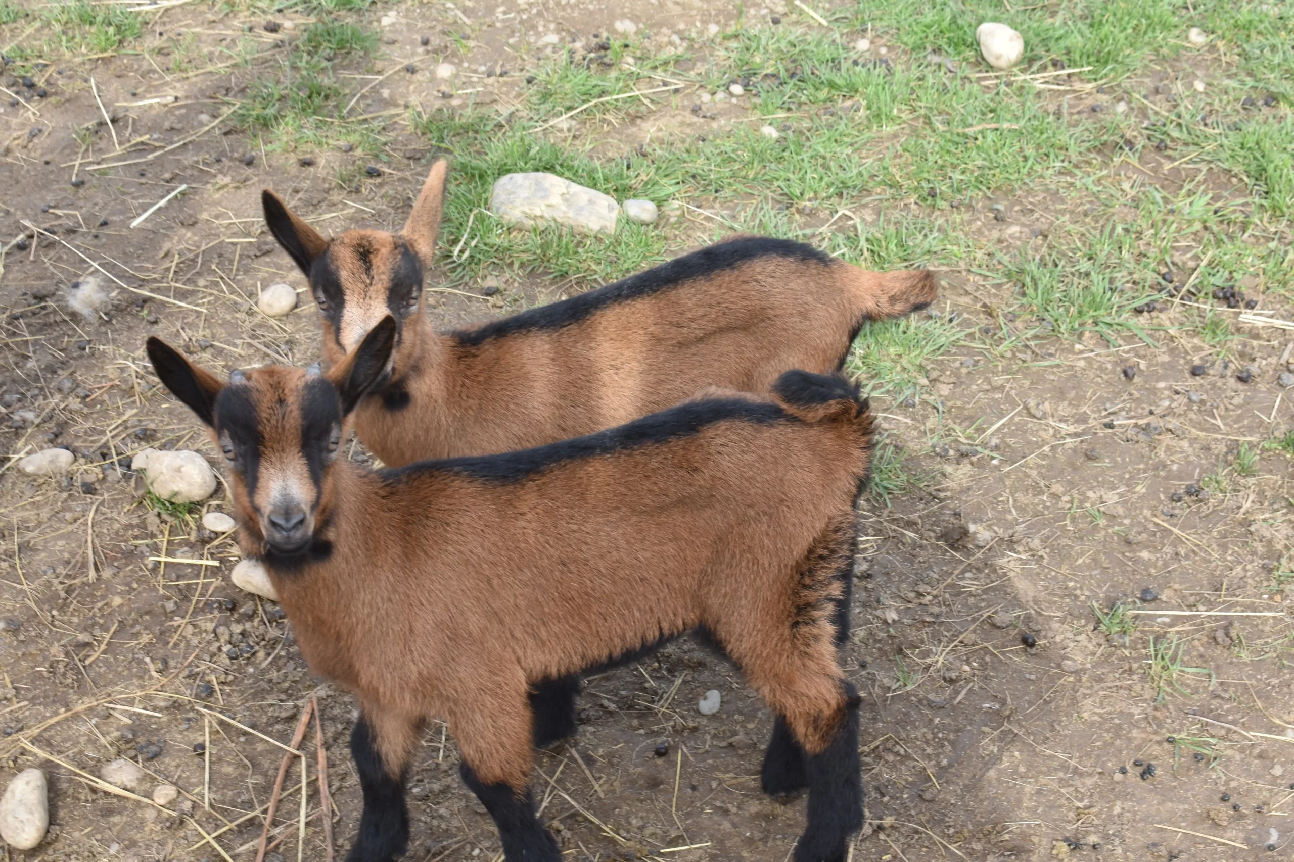 obitelj Martinjaš,nedelišće (6) obitelj Martinjaš,nedelišće (6)