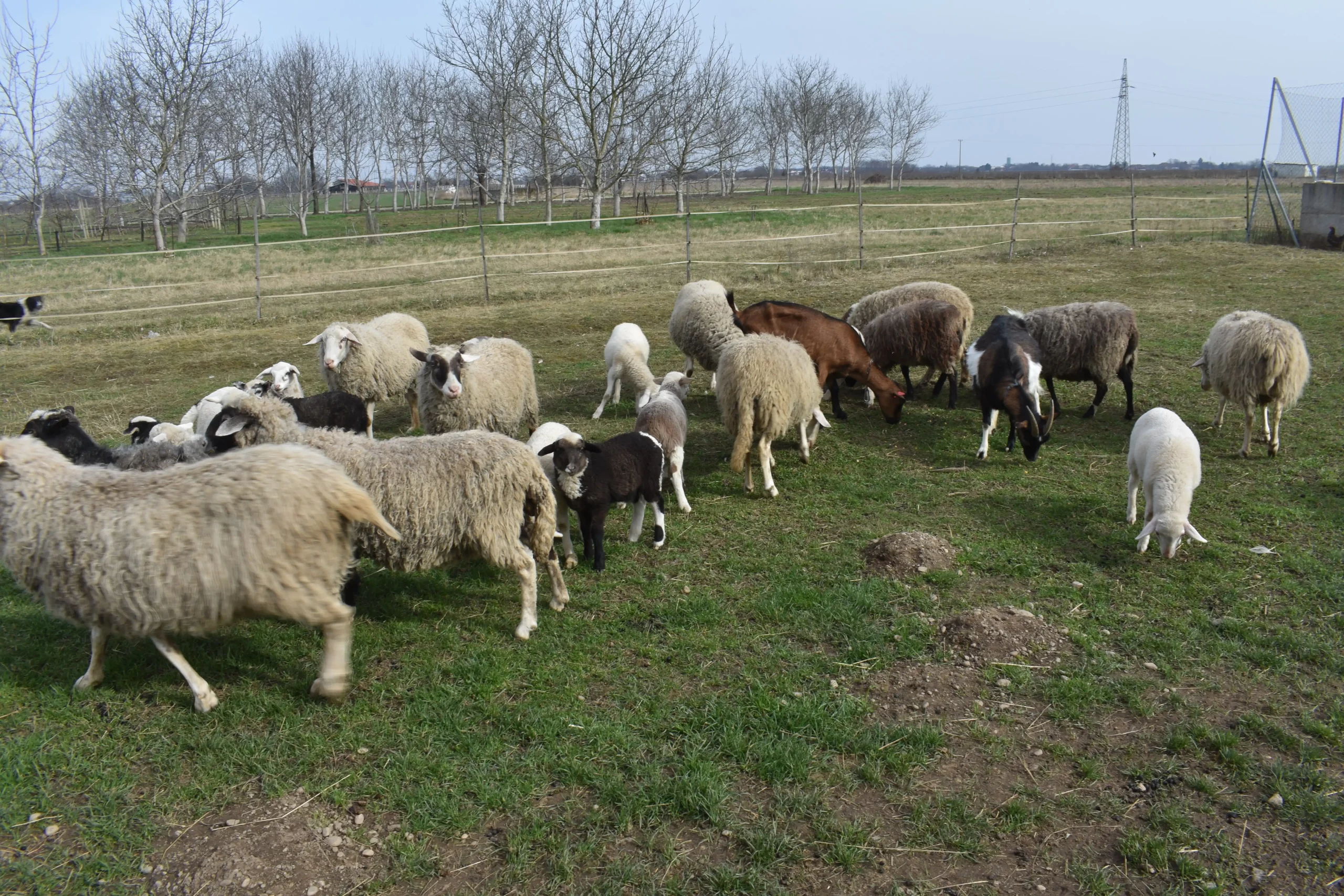 obitelj Martinjaš,nedelišće (7) obitelj Martinjaš,nedelišće (7)