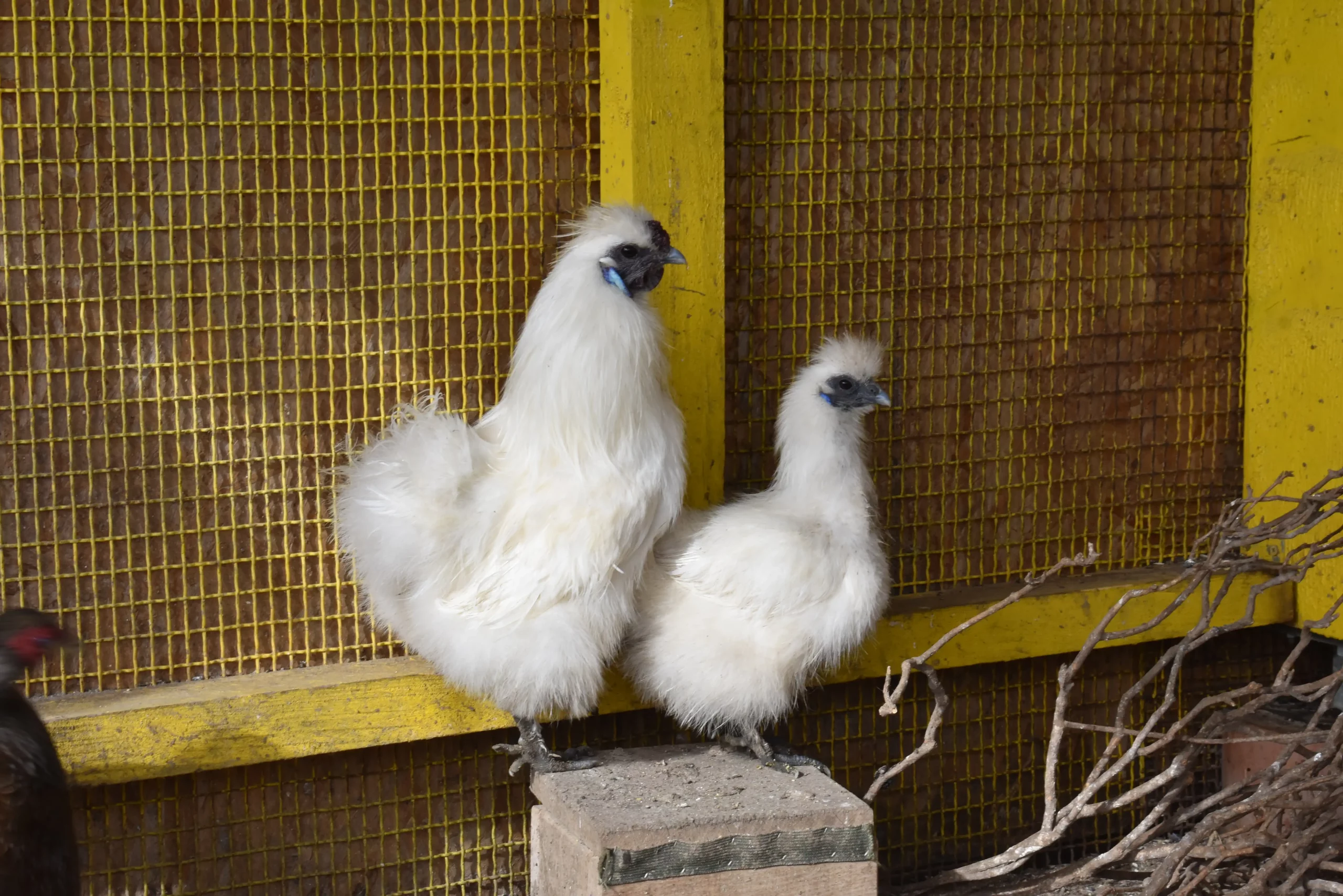 obitelj Martinjaš,nedelišće (9) obitelj Martinjaš,nedelišće (9)