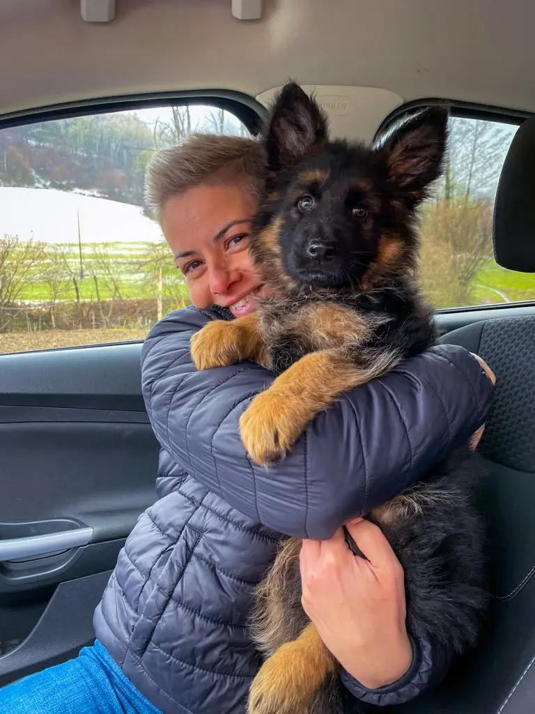obitelj novaković,njemački ovkčar, nedelišće (1) obitelj novaković,njemački ovkčar, nedelišće (1)