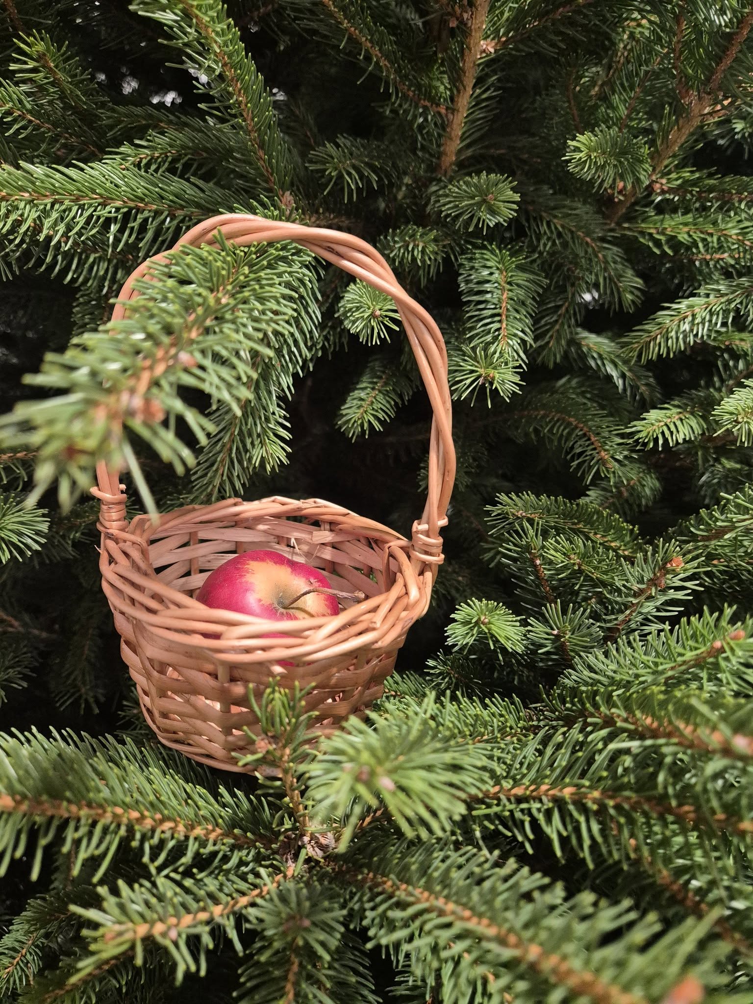 općina Kotoriba prirodni ukrasi za bor (7) općina Kotoriba prirodni ukrasi za bor (7)