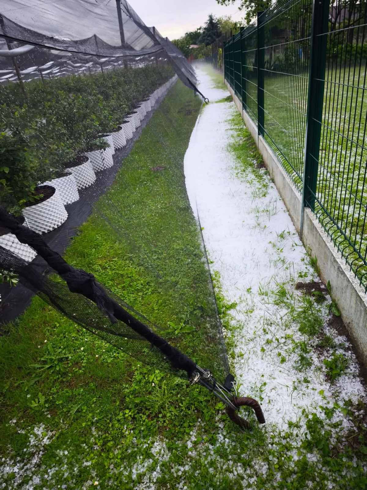 opg car, knezovec, tuča (2)