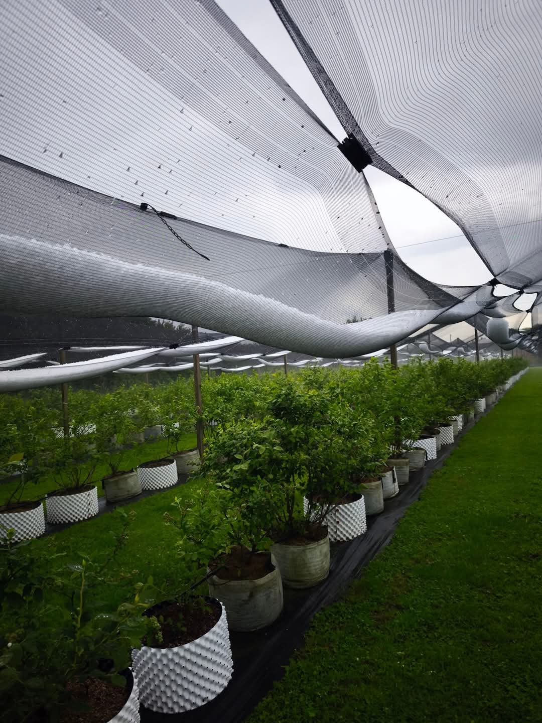 opg car, knezovec, tuča (3)