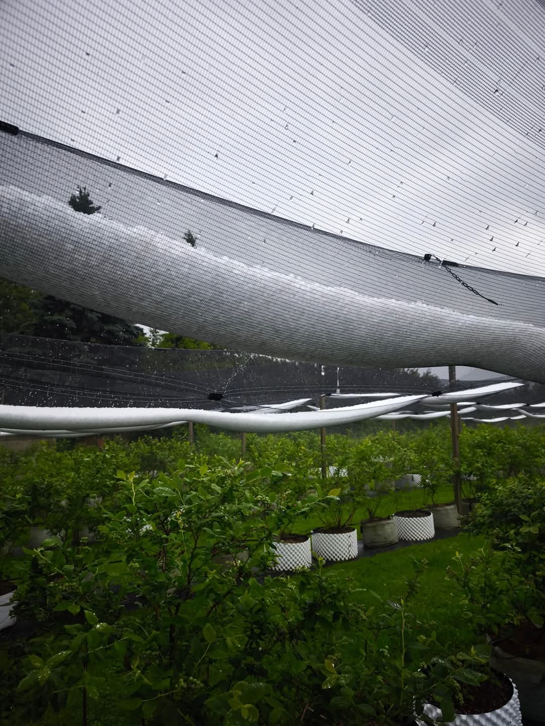 opg car, knezovec, tuča (4)