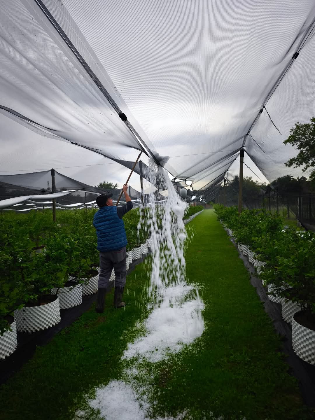 opg car, knezovec, tuča (5)