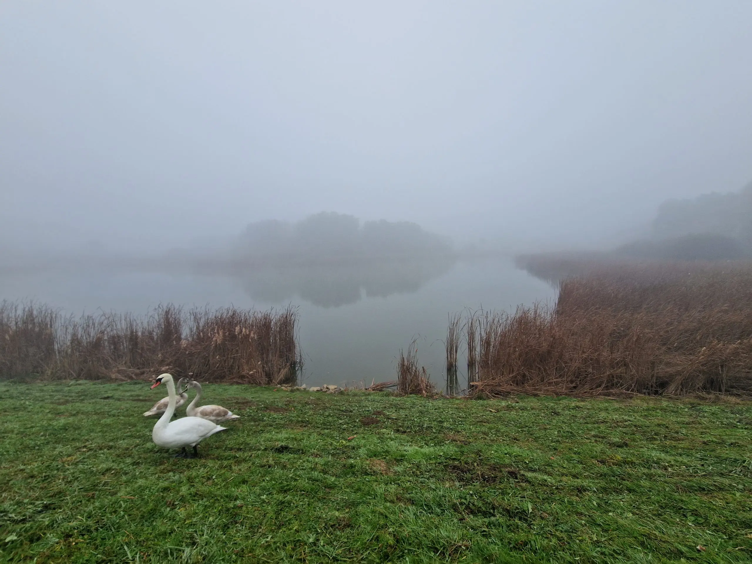 oš belica mohokos (10) oš belica mohokos (10)