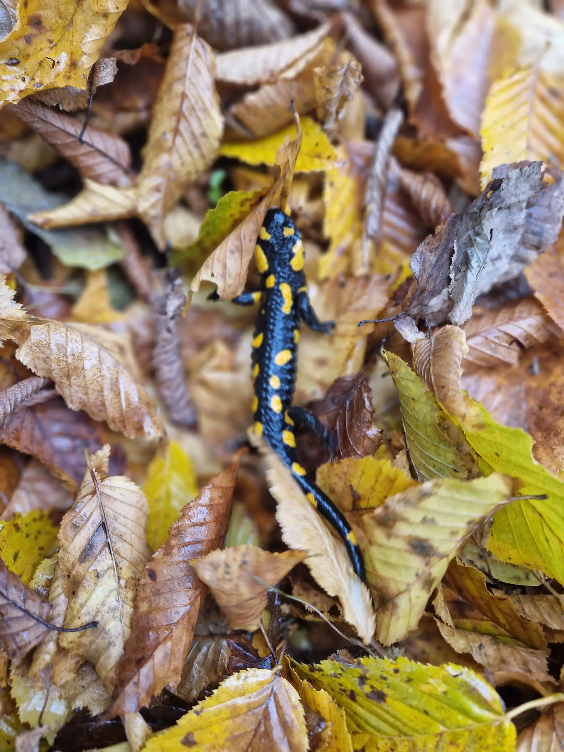 oš belica mohokos (6) oš belica mohokos (6)