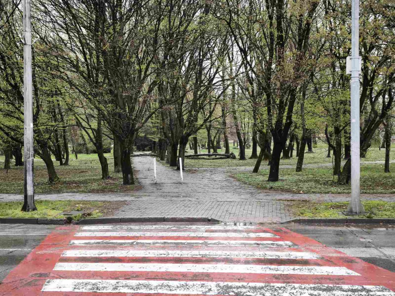 palo drvo perivoj zrinski park (1) palo drvo perivoj zrinski park (1)