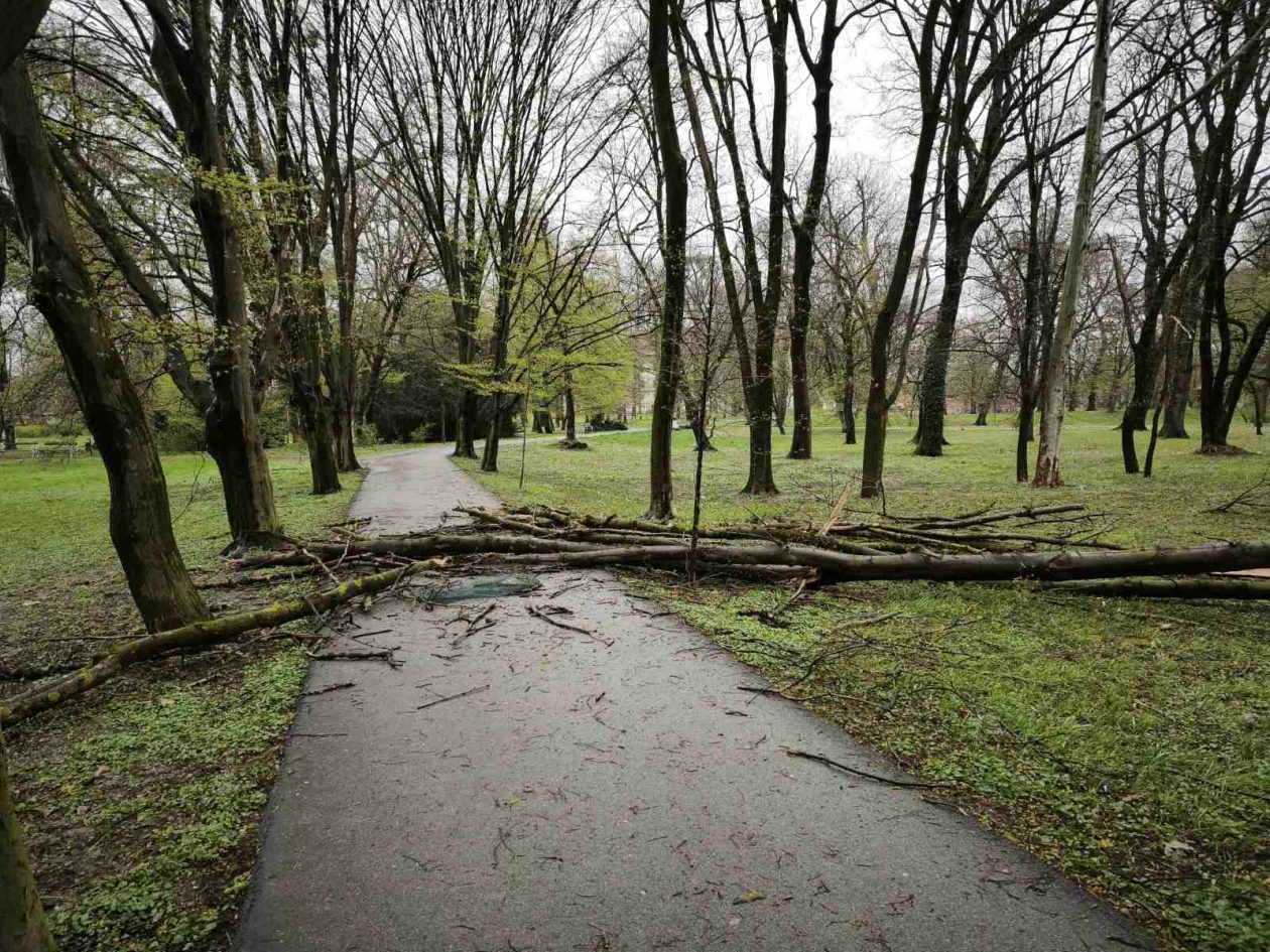 palo drvo perivoj zrinski park (10) palo drvo perivoj zrinski park (10)