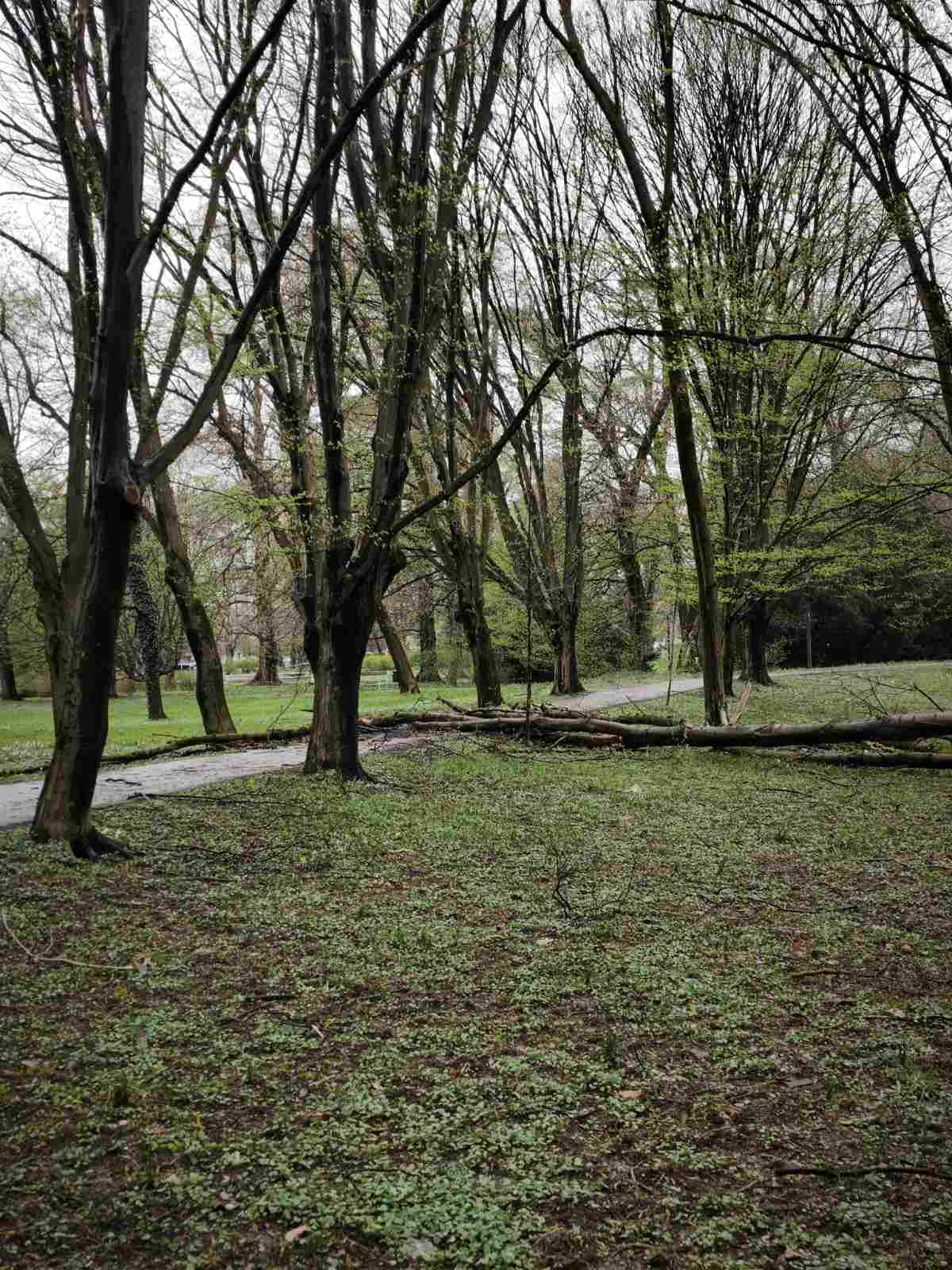 palo drvo perivoj zrinski park (2) palo drvo perivoj zrinski park (2)