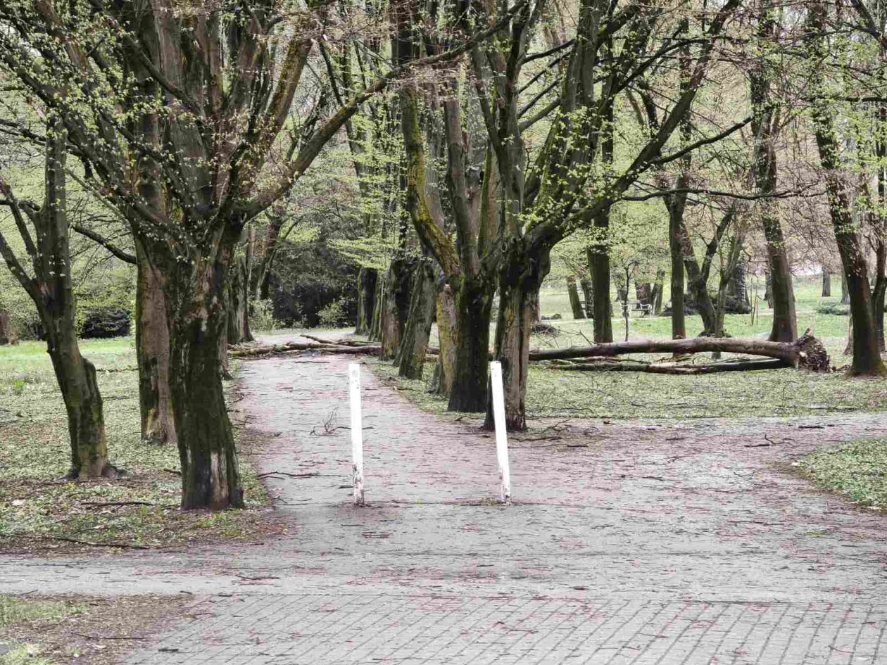 palo drvo perivoj zrinski park (3) palo drvo perivoj zrinski park (3)