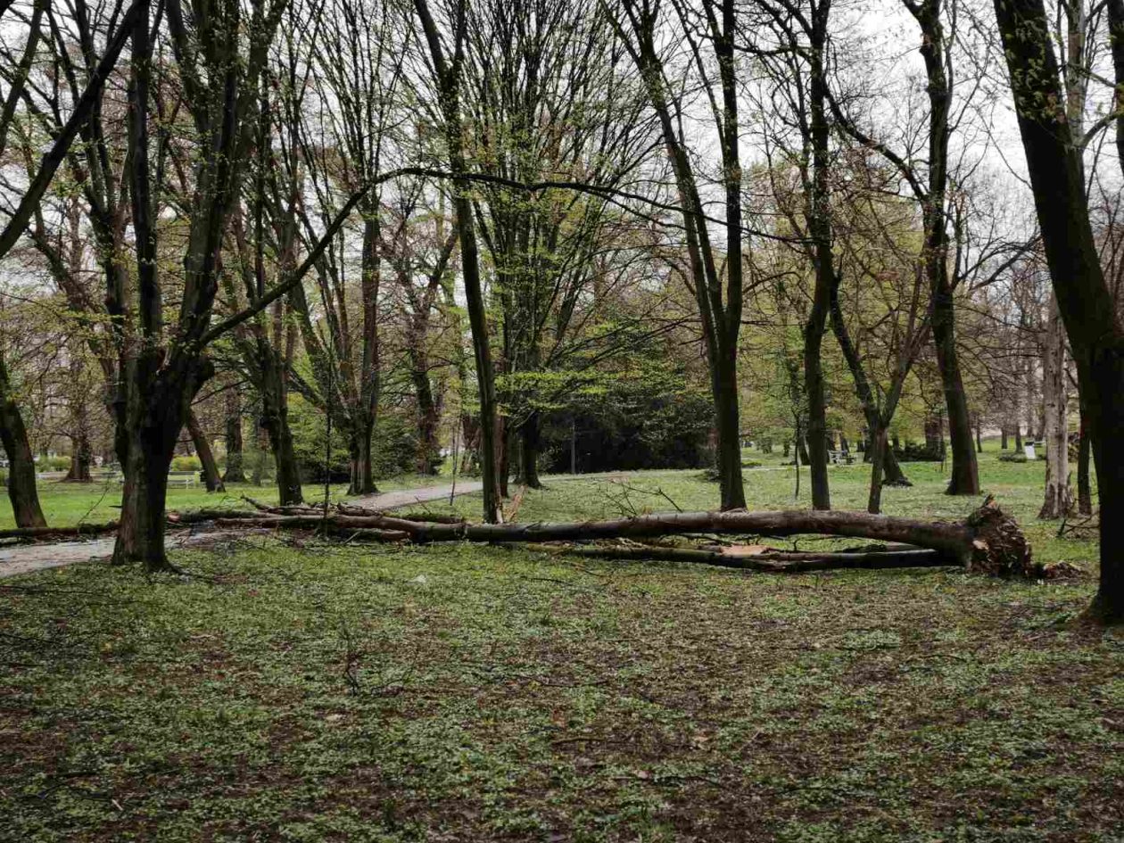 palo drvo perivoj zrinski park (4) palo drvo perivoj zrinski park (4)