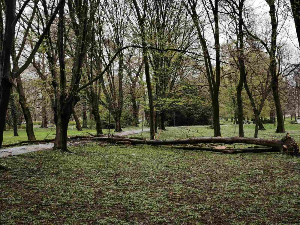 palo drvo perivoj zrinski park (5) palo drvo perivoj zrinski park (5)