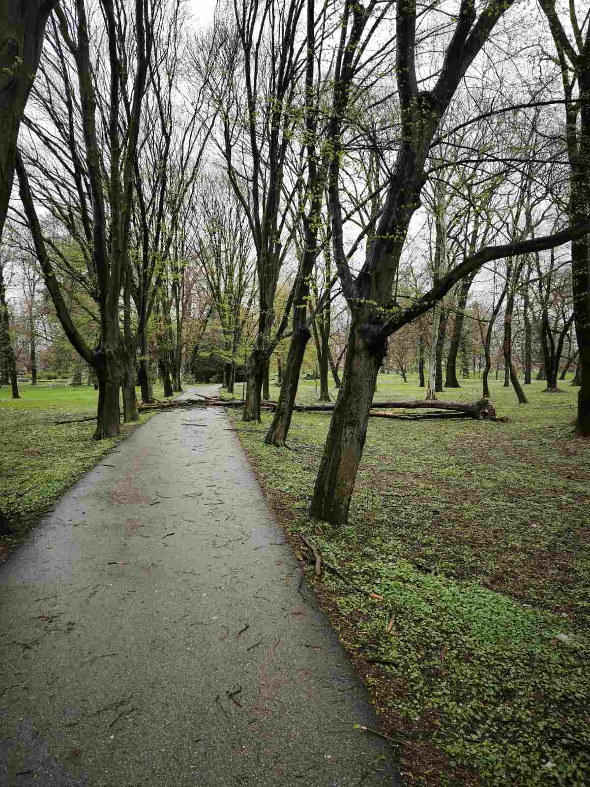 palo drvo perivoj zrinski park (6) palo drvo perivoj zrinski park (6)