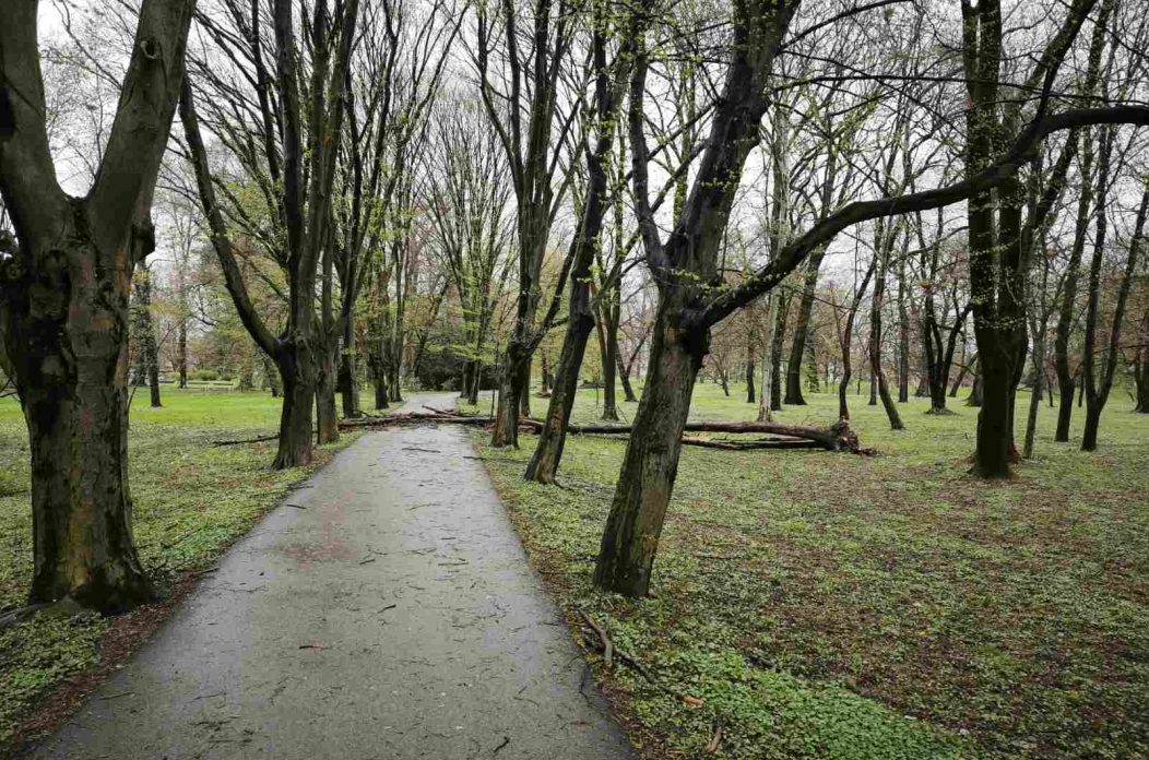 palo drvo perivoj zrinski park (7) palo drvo perivoj zrinski park (7)