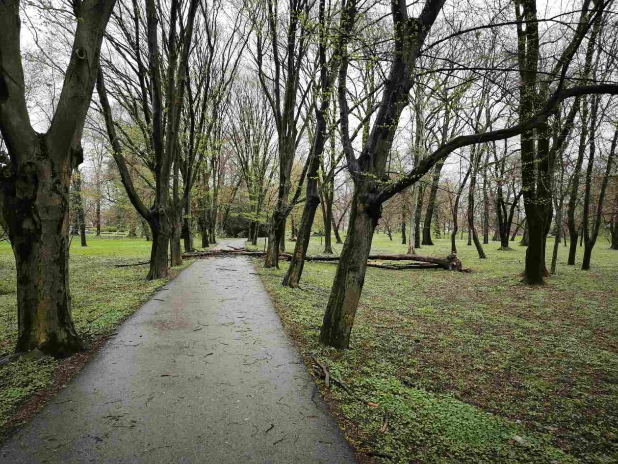 palo drvo perivoj zrinski park (7) palo drvo perivoj zrinski park (7)