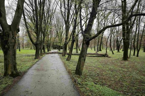 palo drvo perivoj zrinski park (7) palo drvo perivoj zrinski park (7)