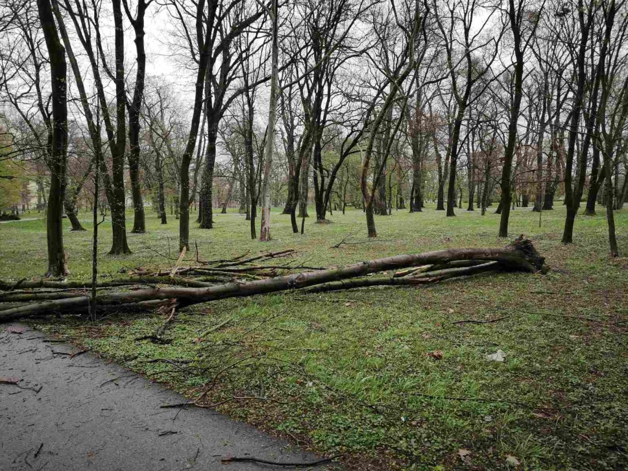 palo drvo perivoj zrinski park (9) palo drvo perivoj zrinski park (9)