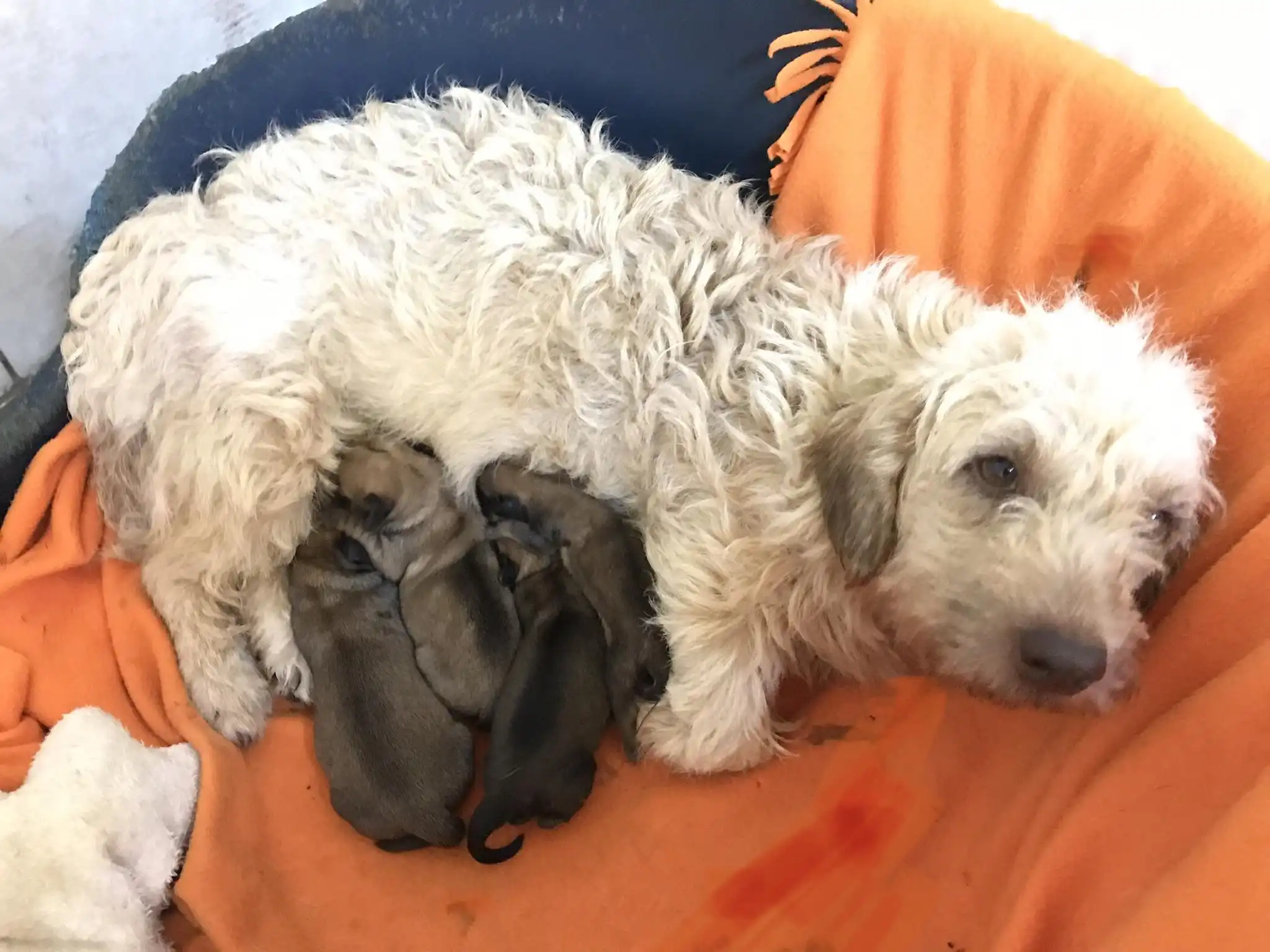 pas – kastracija (3) pas – kastracija (3)