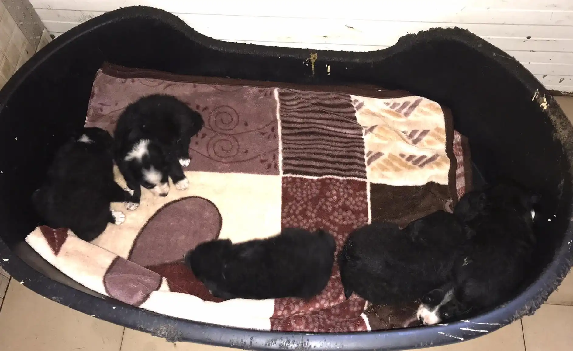 pas – kastracija (4) pas – kastracija (4)