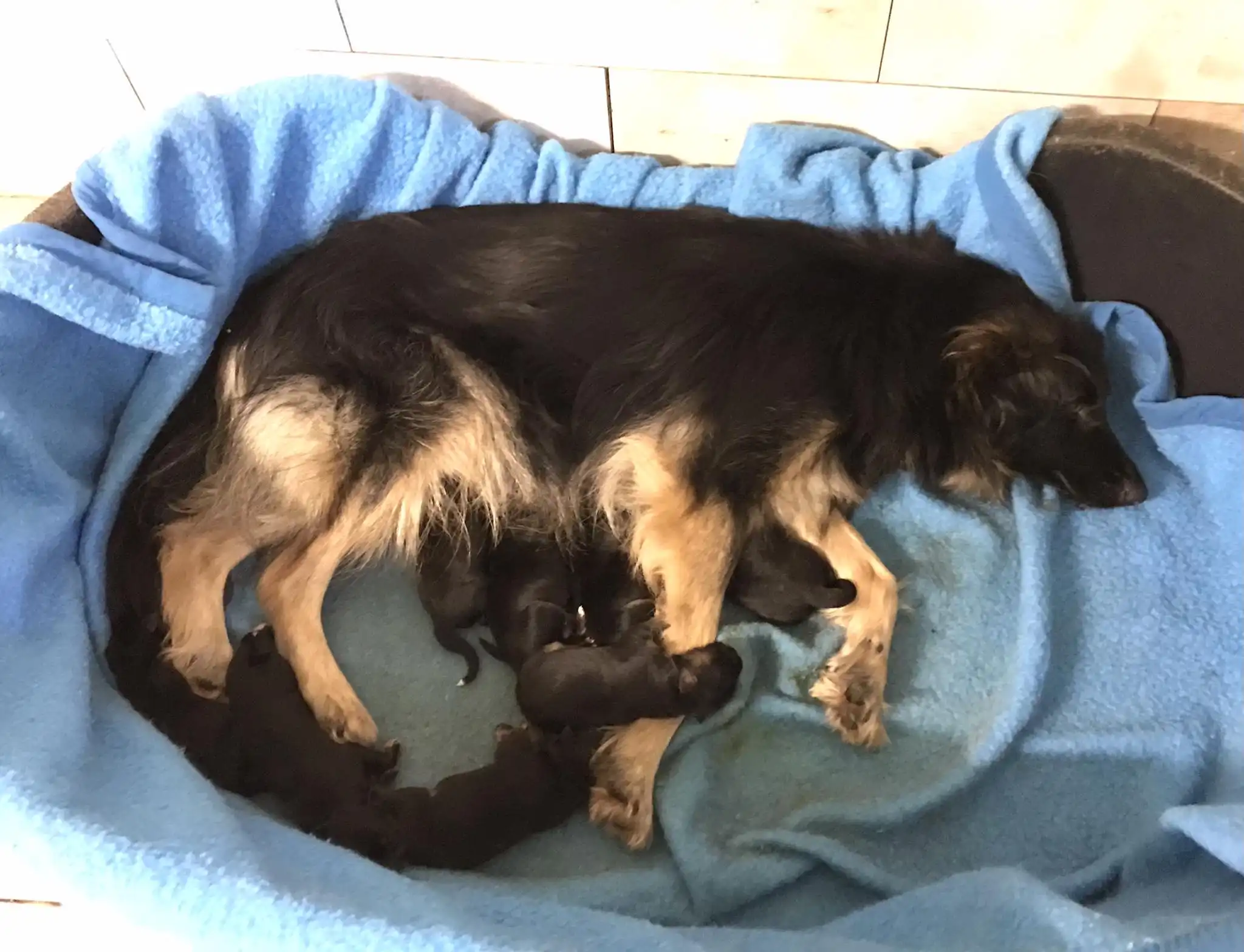 pas – kastracija (5) pas – kastracija (5)