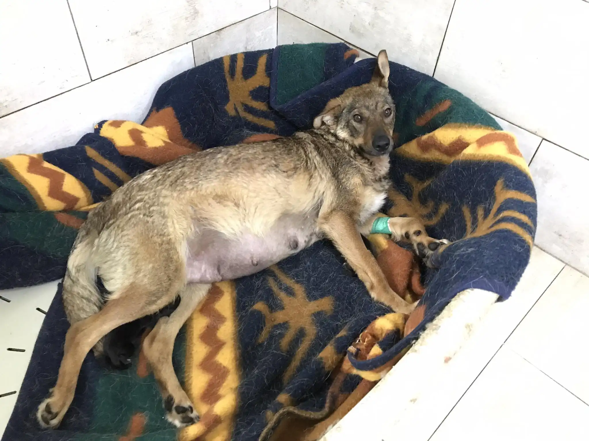 pas – kastracija (6) pas – kastracija (6)