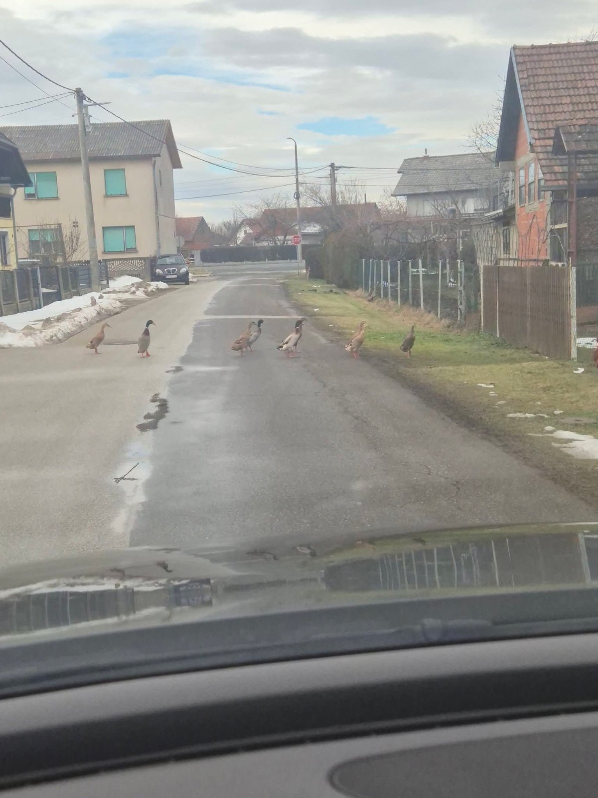 patke Nedelišće patke Nedelišće