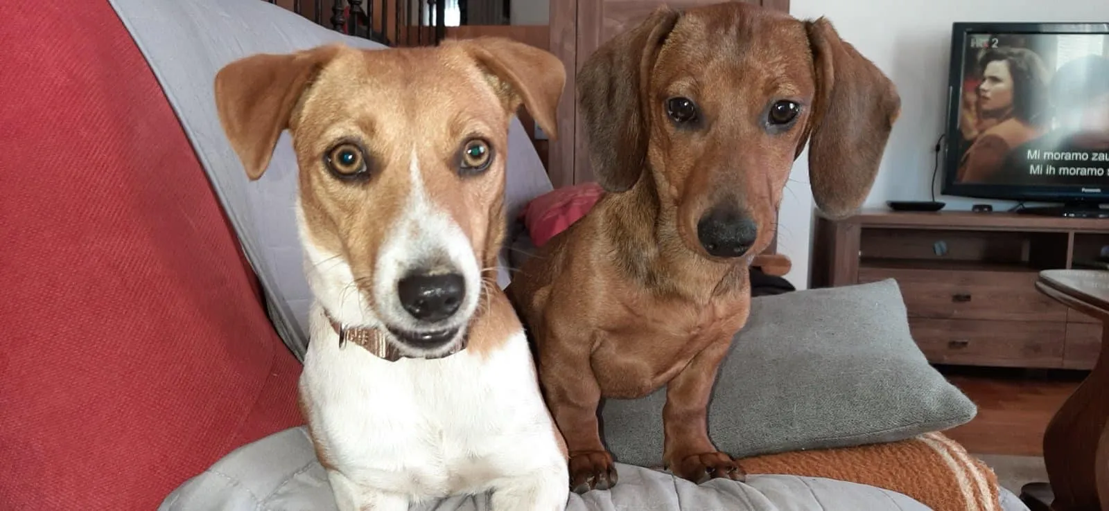 pepa i miša 3 pepa i miša 3